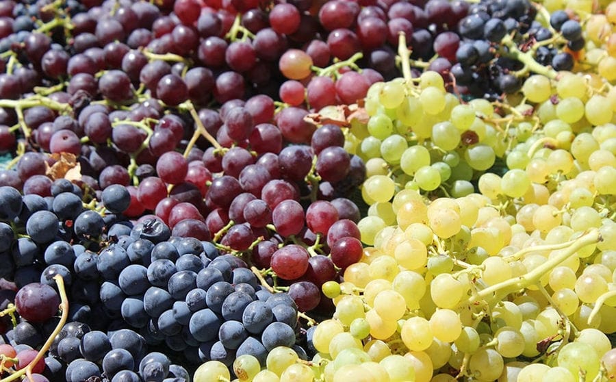 bunches of black and white grapes at 'Manalis Winery'